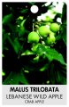 MALUS trilobata 'Lebanese Wild Apple'