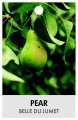 PEAR 'Belle Du Jumet'