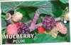MORUS Plum Pink [Mulberry]